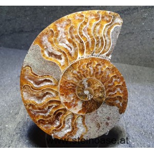 Ammonite Nr.2 - links